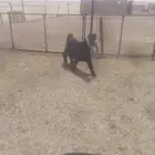 تيس نظيف شحم