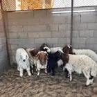 خرفان نعيم طيبه