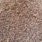 تمر علف نظيف