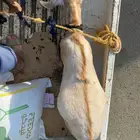 تيوس وعنقان