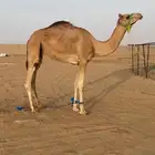 قعود لقي على ولد رعد بطشان