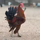 ديك صنف فاخر