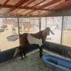 محافظة الحجره