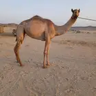 بكره جذعه