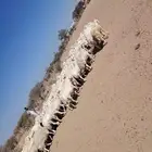 غنم حريه حرشش