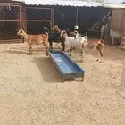 معزا للبيع