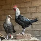 دجاج بلدي بياض