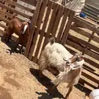 السلام عليكم ورحمة الله وبركاته اعرض عليكم غنم تحتها جفره