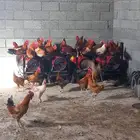 ديك