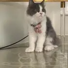 قطه