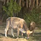 بقره