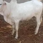 حسيل شركه ربع 1300