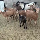 ماعز جنوبي للبيع