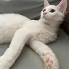 قطط