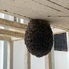 نحل اندلوسي بالخليه
