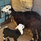 انعجه والد تحتها خروف