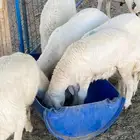 ذبائح سعر وجودة مع سلخ وتوصيل