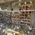 حمام للبيع