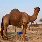 قعود ثني احمر