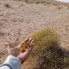 بذور العرفج
