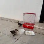 صوص بط