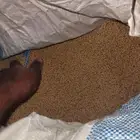 علف فقيه