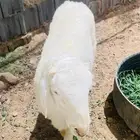 طليان ضحايا طيبه يوجد حجز وتوصيل