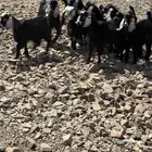 تيوس مخاصي العدد 6سمان وصحه شرط