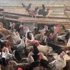 دجاج بلدي وفيومي
