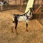 تيس جذع بيشي