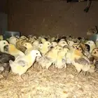 صوص عمر 21 يوم