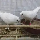 جوز صنعاني منتج