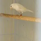 ذكر كناري ( تم البيع )