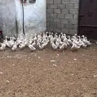 بط للبيع