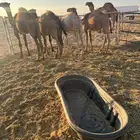 حشو قعدان قصب العمر العدد 5