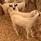 عدد الحفار 25. واحد تيس