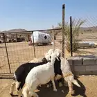 طليان نجد وحريات