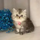 قطط بيرشن وسكوتش للبيع