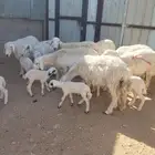 نعرض لكم شياة وليد