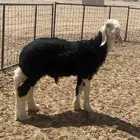 فحل نجدي