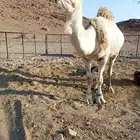 فحل للبيع سنه رباع مشروط لتواصل
