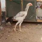 ديك باكستاني