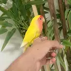 روز أليف يحب اللعب ( انثى )