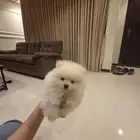 ذكر بومرنيان