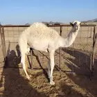 طريق الروضة مرورات