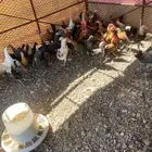 دجاج بلدي للبيع