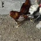 ديك باكستاني