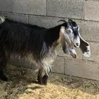 جذعه تثني ((حايل))