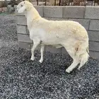 فحل حري