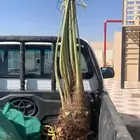 هلاليه متواجده بحايل